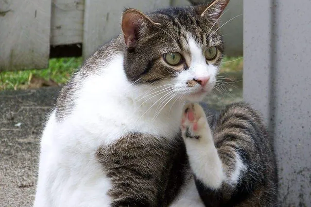 How Can I Soothe My Cat's Itchy Skin: 9 Natural Home Remedies