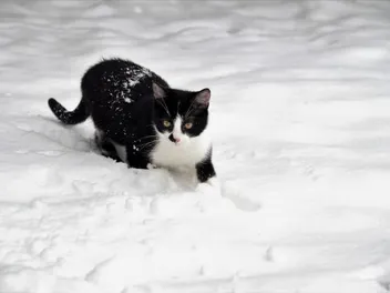 Do Cats Like Snow? Vet-Verified Facts & Safety Tips