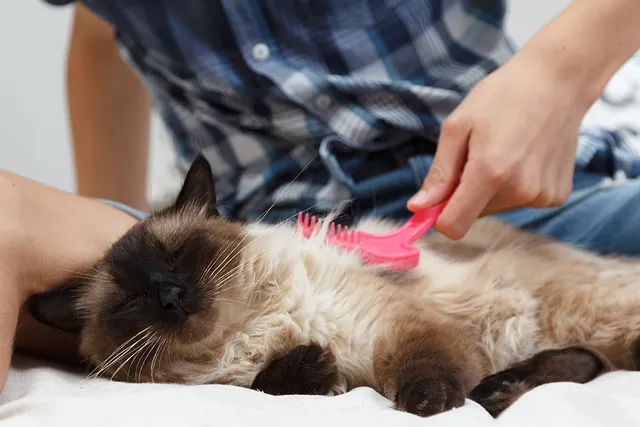 How to Make Cat Hair Grow Back Faster: 9 Vet-Verified Ways