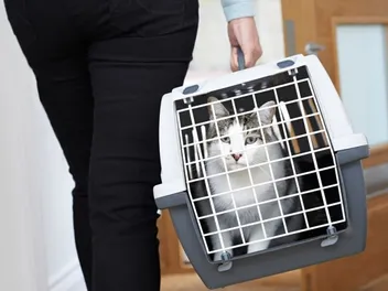 How Long Can My Cat Stay in Their Crate? Vet Reviewed Safety Guide