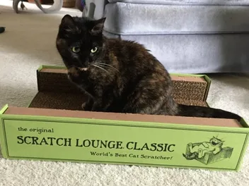 Scratch Lounge 2026 Review: Types, Pros, Cons & Verdict
