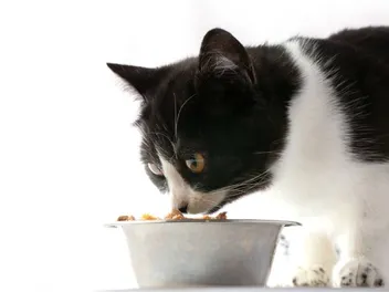 6 Best Fresh Cat Food Delivery Services in the UK in 2026 - Reviews & Top Picks