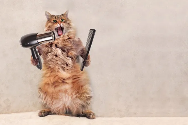 18 Silly Cat Pics You'll Love (Updated in 2026)