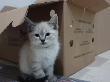 We Visit the Scratching Pad, a Cat Foster Home in Brooklyn Funded via Social Media
