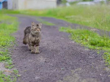 How Do I Find a Lost Cat with a Microchip? Vet-Verified Facts & Safety Tips