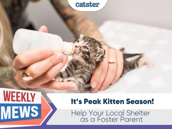 It’s Peak Kitten Season: Help Your Local Shelter as a Foster Parent
