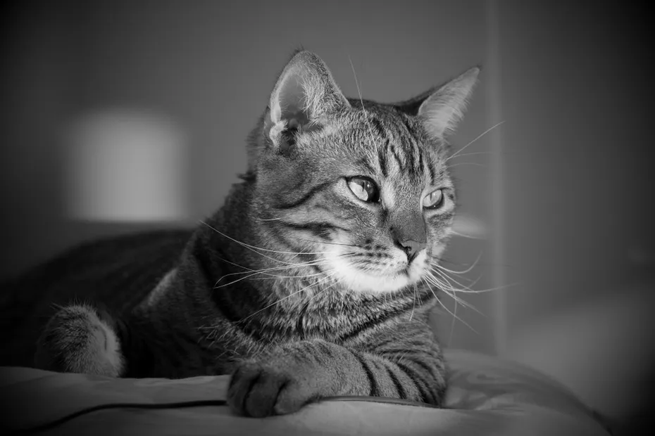 black and white photo of a cat