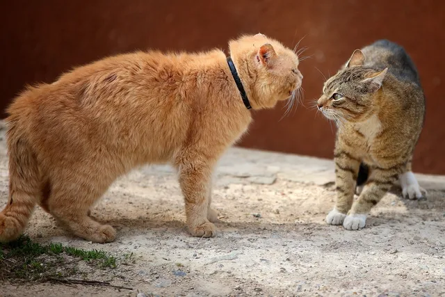 How to Stop Cats From Fighting: 5 Vet-Reviewed Tips & Tricks