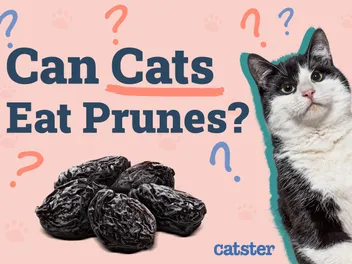 Can Cats Eat Prunes? Risks & Safe Alternatives