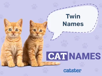 100+ Twin Cat Names for Best Friends & Siblings