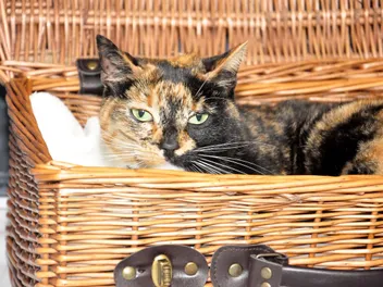 Magical Disappearing Cats: Zazzles & Alex's Vanishing Acts