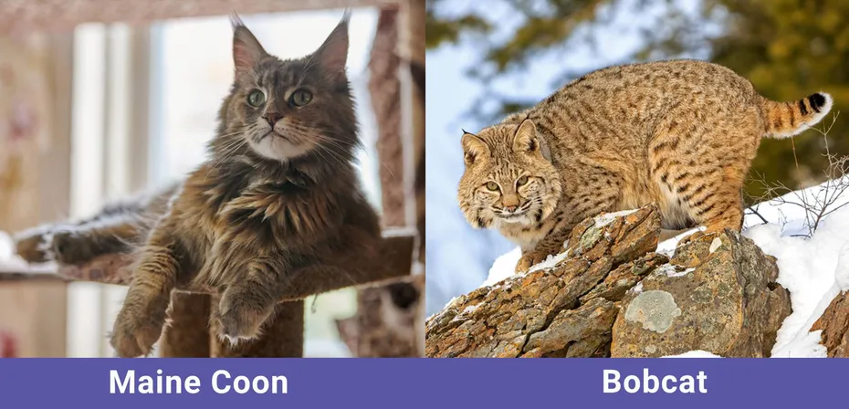 side by side Bobcat VS Maine Coon