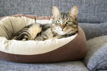 Male marble cat with clever stern and serious expression on his face