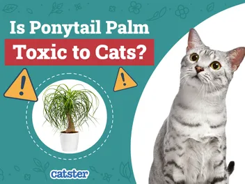 Is Ponytail Palm Toxic to Cats? Vet-Reviewed Houseplants Examined