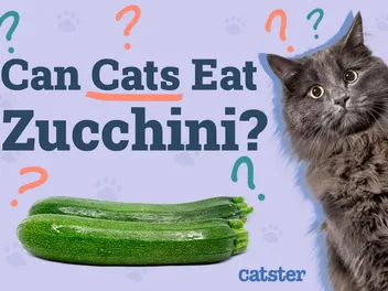 Can Cats Eat Zucchini? Vet Explained Nutrition & FAQ