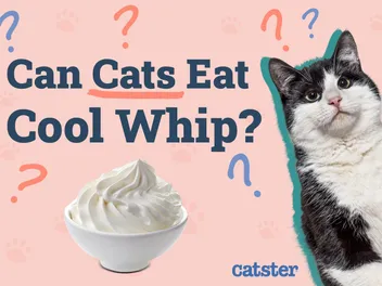 Can Cats Eat Cool Whip? Vet-Approved Nutritional Facts & Safety Tips