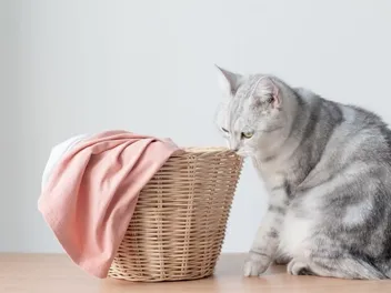 Cat Scent Glands: Vet Approved Guide on Where They Are & What They Do