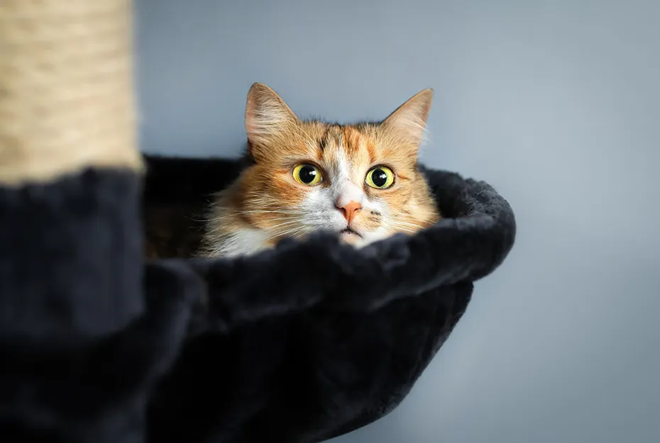 cat hiding in the cat tree