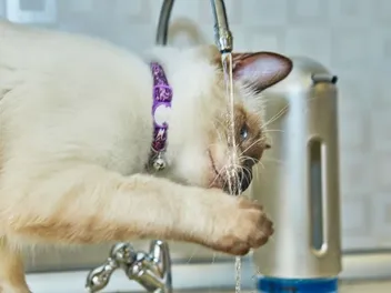 Do Siamese Cats Like Water? Breed Temperament Exposed (Vet-Verified)