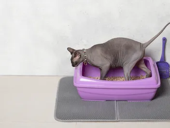 How to Introduce a Cat to a New Litter Box (7 Vet-Approved Tips)