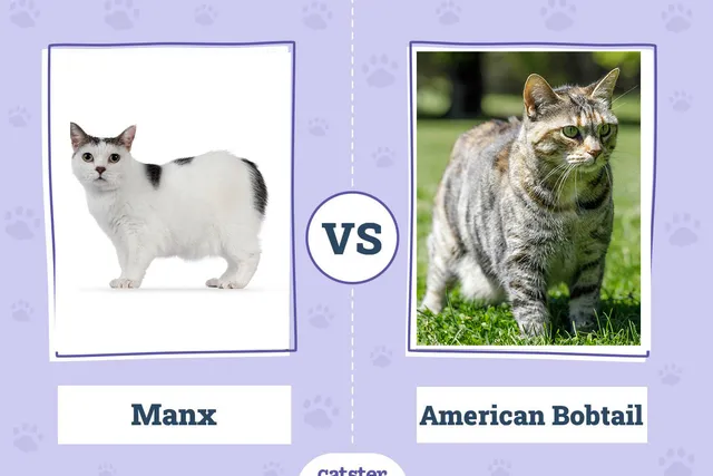 Manx Cat vs American Bobtail Cat: Key Differences (With Pictures)