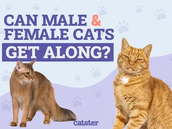 Can a Male and Female Cat Get Along? Vet-Reviewed Info