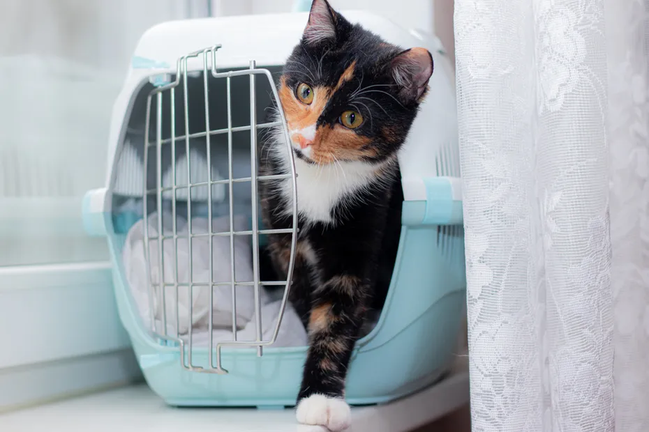 cat sits in a carrier for animals
