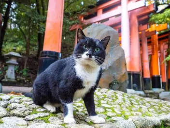 Why Do the Japanese Love Cats? Country Obsession Explained