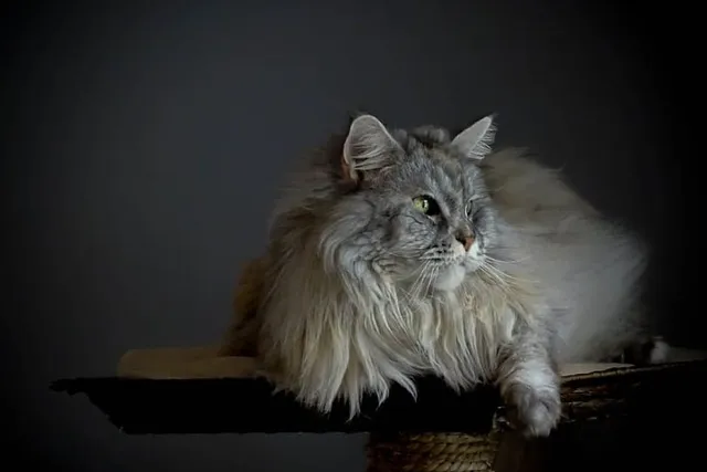 Silver Maine Coon Cat Breed Info: Pictures, Temperament & Traits