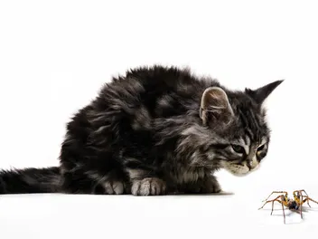 My Cat Was Bitten by a Spider, What Should I Do? Our Vet Explains