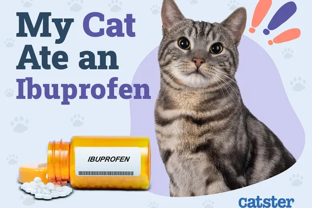 My Cat Ate Ibuprofen: Is it Dangerous & What to Do? (Vet Answer)