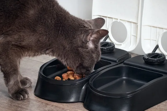 How Do Gravity Cat Feeders Work? Vet-Verified Pros, Cons & Price Guide