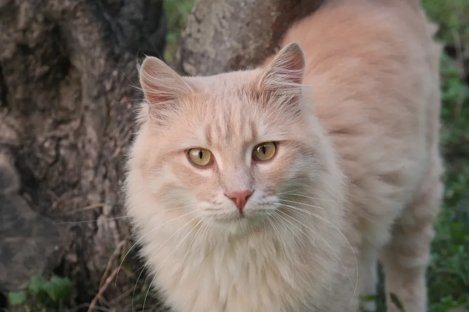 cream tabby norwegian forest cat up close