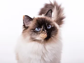 Tortie Ragdoll Cat Breed: Info, Pictures, Temperament & More