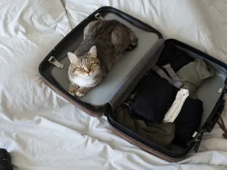 Cat Travel Essentials: 15 Things to Pack When Traveling with Your Pet