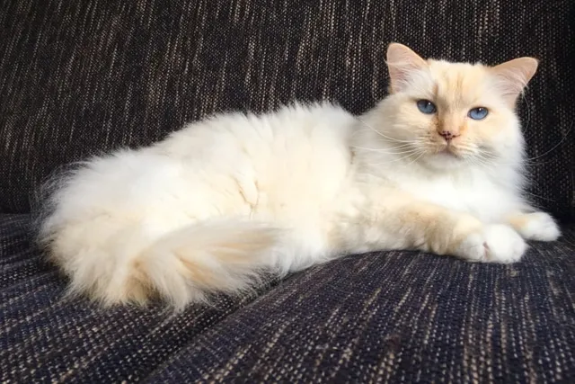 What Do Cats Think About All Day? Facts & FAQ
