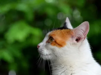 How Far Can Cats Hear? Vet-Reviewed Facts & FAQ