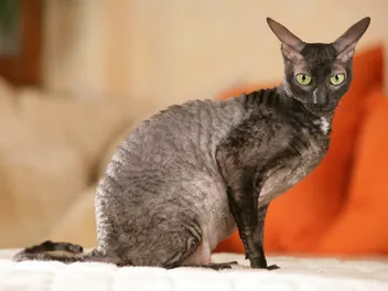 10 Vet-Verified Cornish Rex Facts That Cat Lovers Should Know