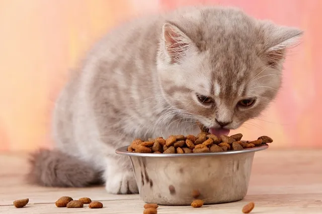 Nutrition For Kittens: Complete Vet-Approved Guide, Science, Health Tips & FAQ