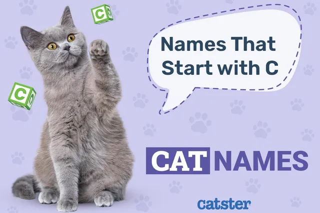 200 Cat Names That Start with C for Your Lovely Pet