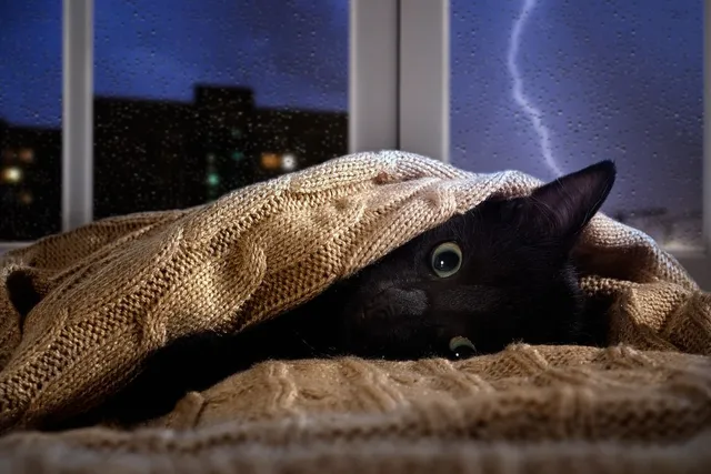 How to Calm a Cat During Thunderstorms: 16 Vet-Reviewed Methods