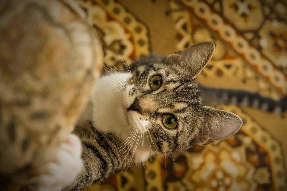 Tabby cat begging for treats