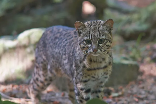 Safari Cat Breed: Info, Pictures, Care Guide & More