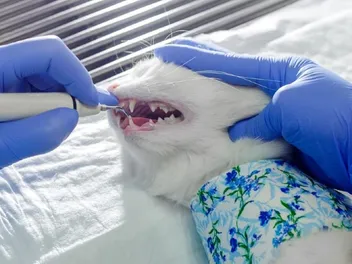 Why Are Cats Anesthetized for Teeth Cleaning? (Vet Answer)