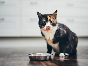 9 Best Cat Foods for Shedding & Hair Loss in 2026: Reviews & Top Picks