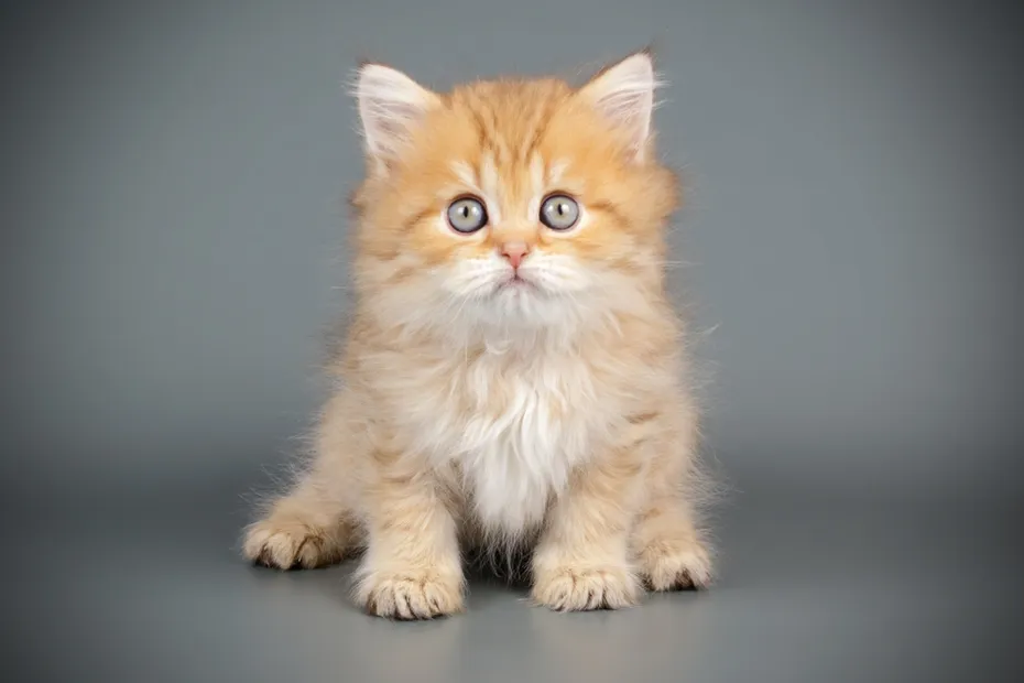 Scottish-straight-longhair-kitten-on-colored-background