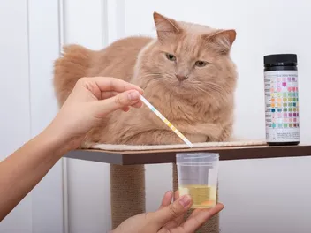 How to Get a Urine Sample From a Cat: Effective Vet Approved Tips & FAQ