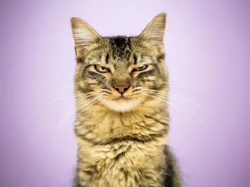 6 Common Scents Cats Absolutely Hate, And Why That Helps You