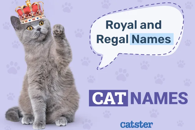 225 Royal & Regal Cat Names: Great Ideas for Your Noble Cat