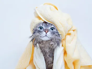 Do Long-Haired Cats Need Baths? Vet Approved Grooming Advice